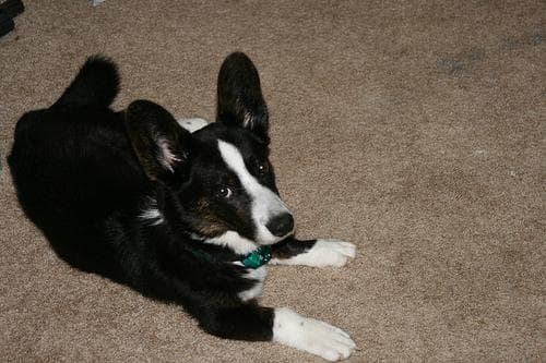 Cardigan Welsh Corgi