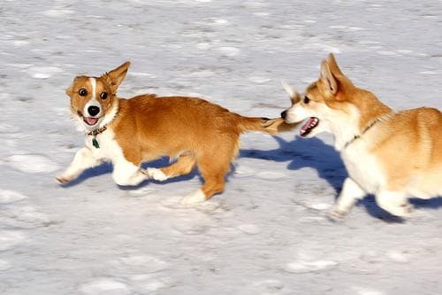 Cardigan Welsh Corgi