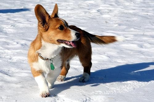 corgi