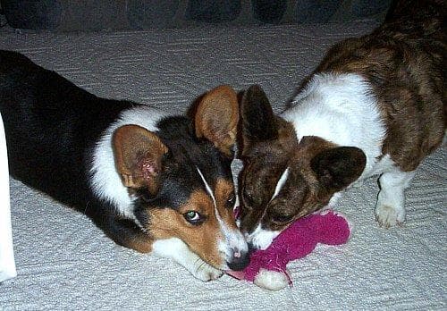 Cardigan Welsh Corgi