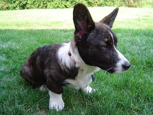 Cardigan Welsh Corgi