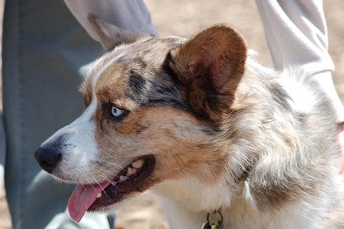 Cardigan Welsh Corgi