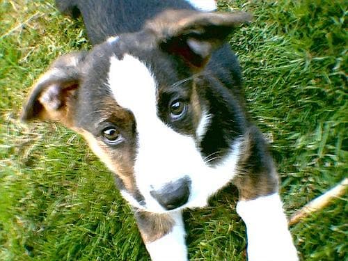 Cardigan Welsh Corgi