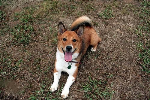 corgi