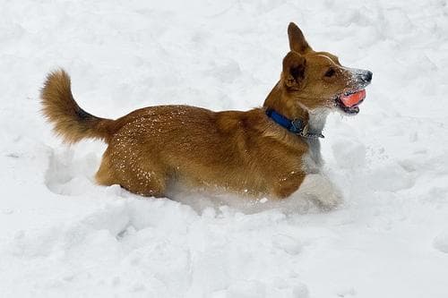 corgi