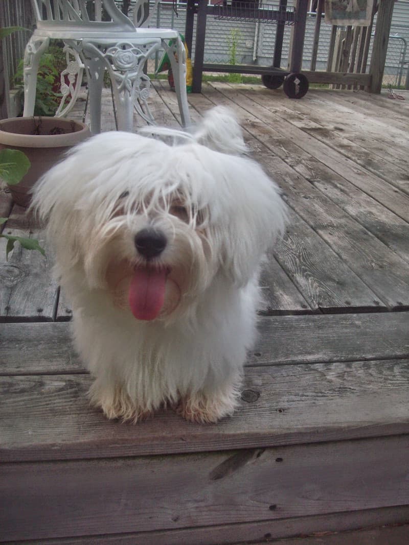 Coton de Tulear