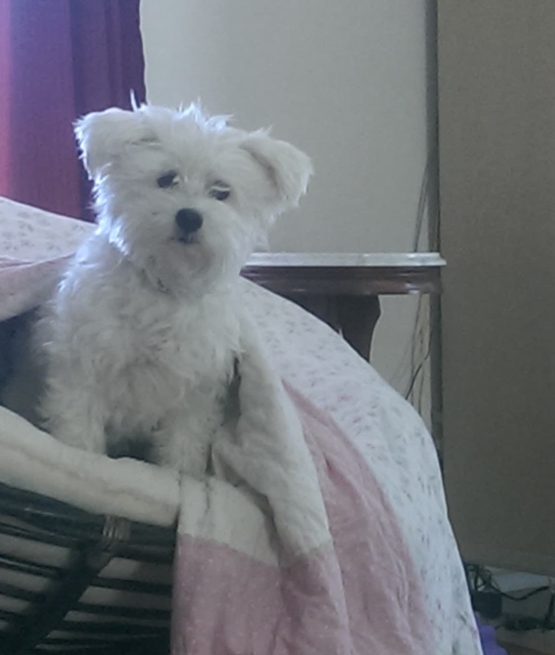 Coton de Tulear