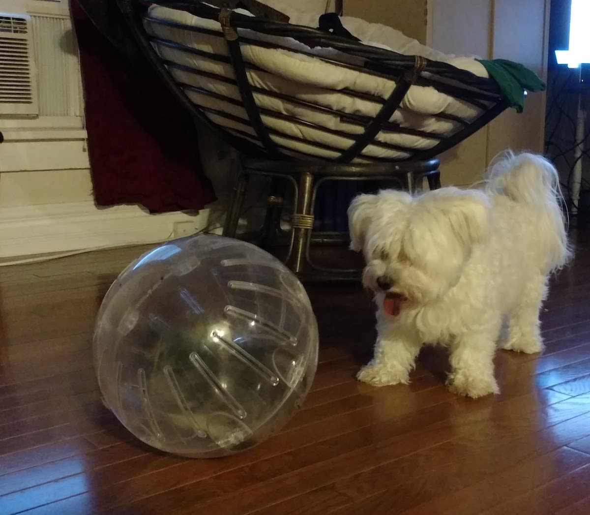 Coton de Tulear