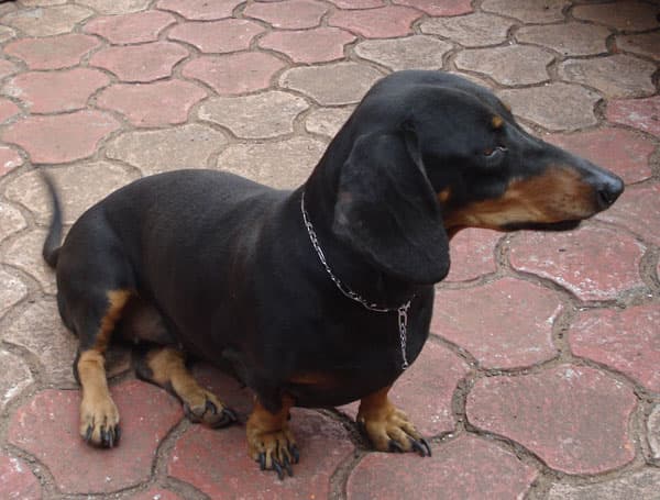 Dachshund