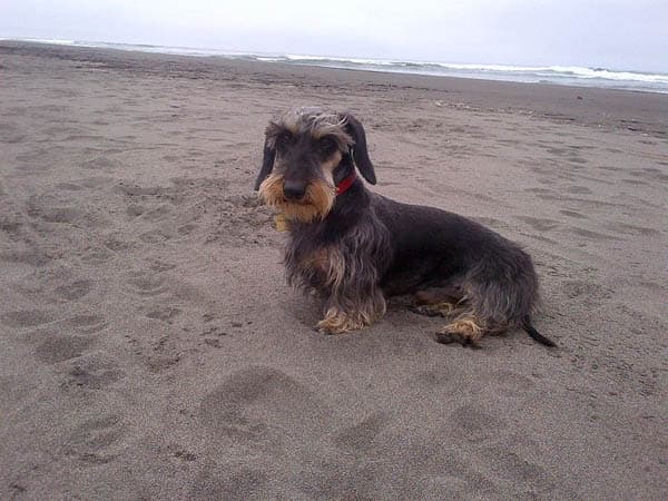 Dachshund