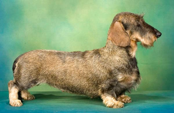 Dachshund