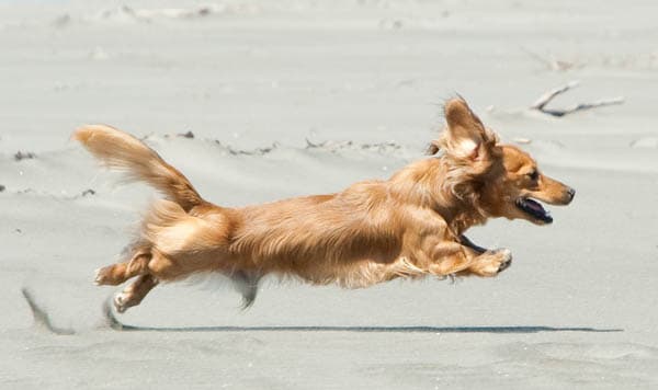 Dachshund
