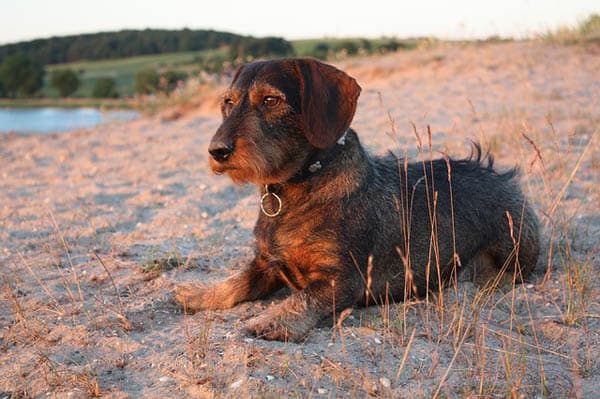 Dachshund