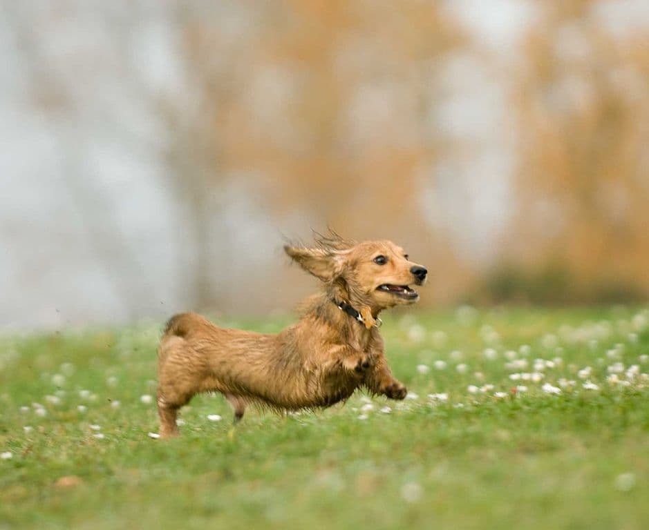 Dachshund
