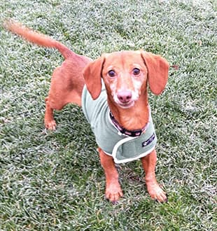 Dachshund