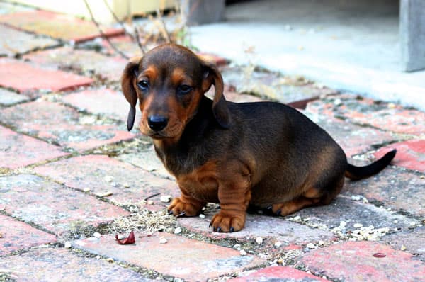 Dachshund