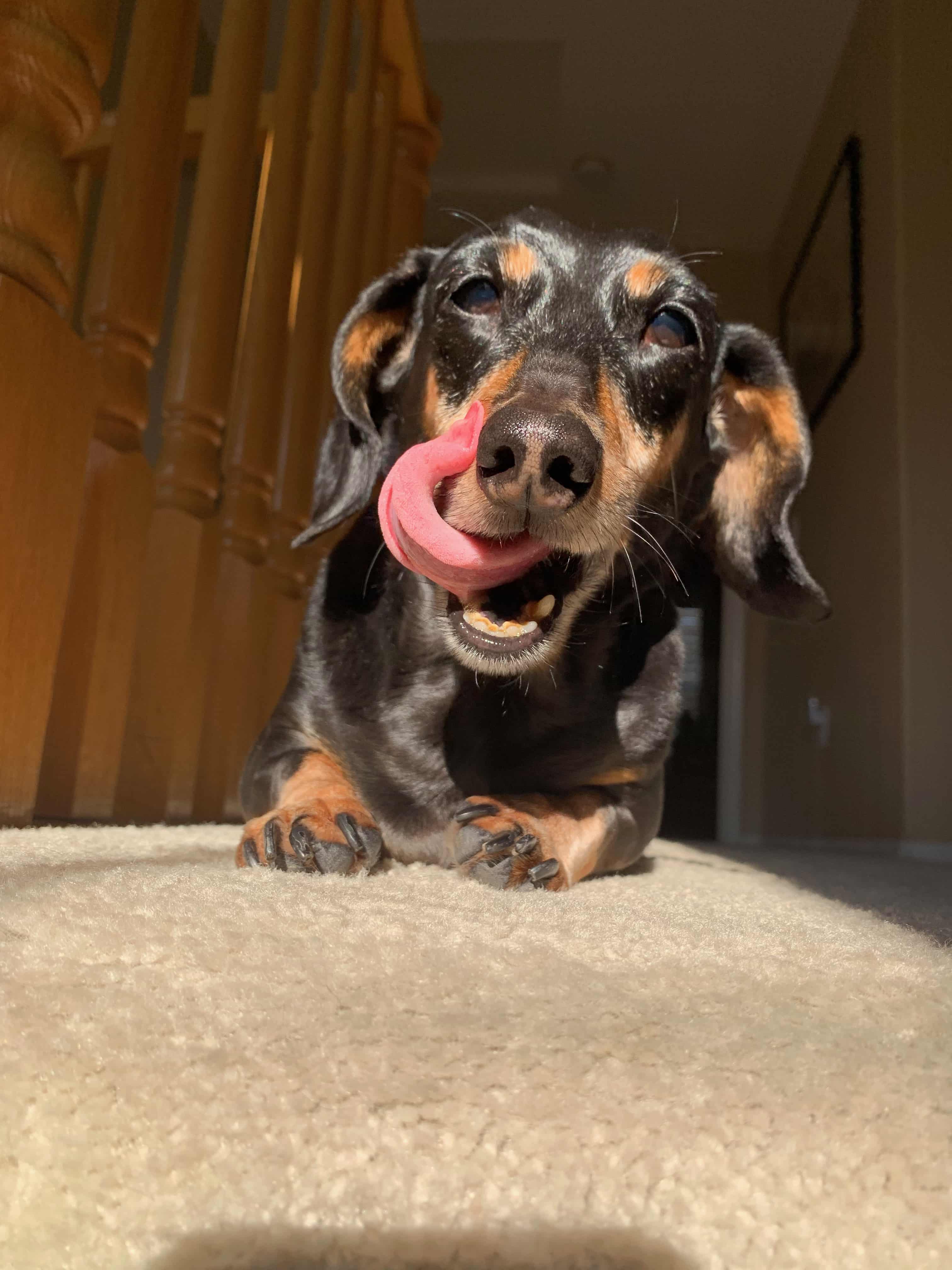Dachshund