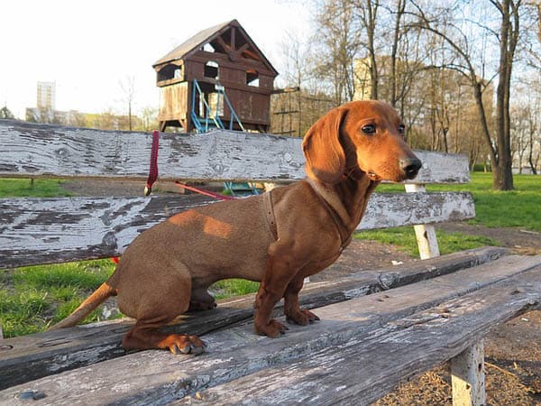 Dachshund
