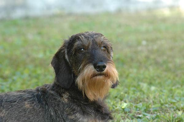 Dachshund