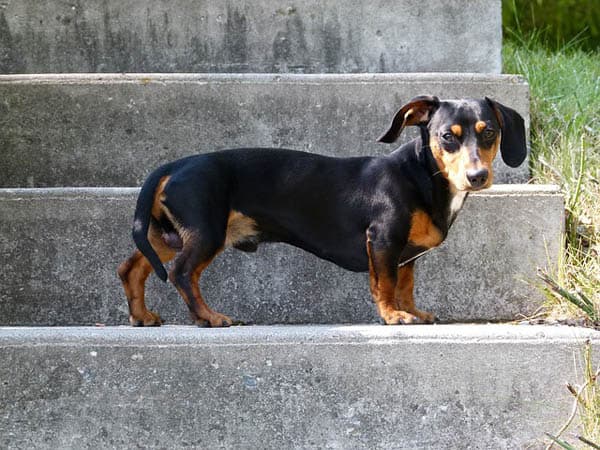Dachshund