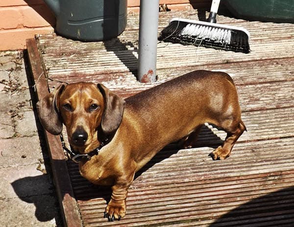 Dachshund