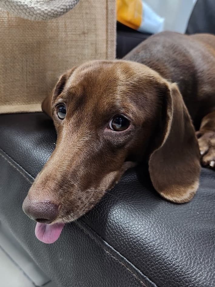 Dachshund