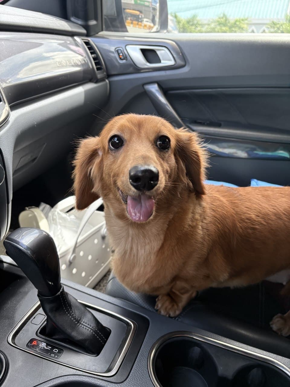 Dachshund