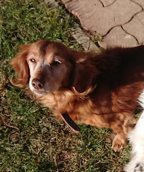 Dachshund