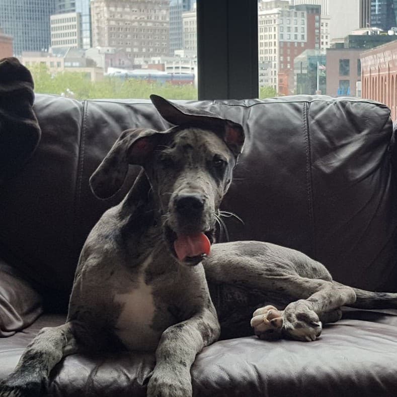 dane
