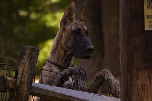 Great Dane