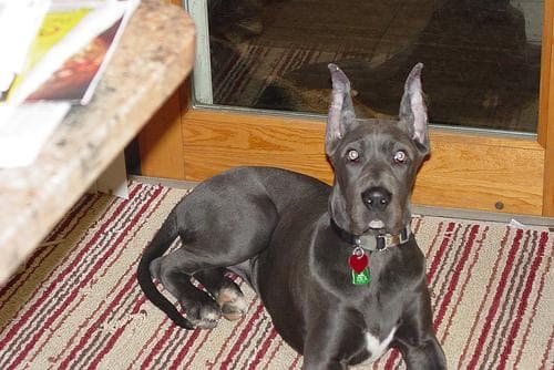 dane