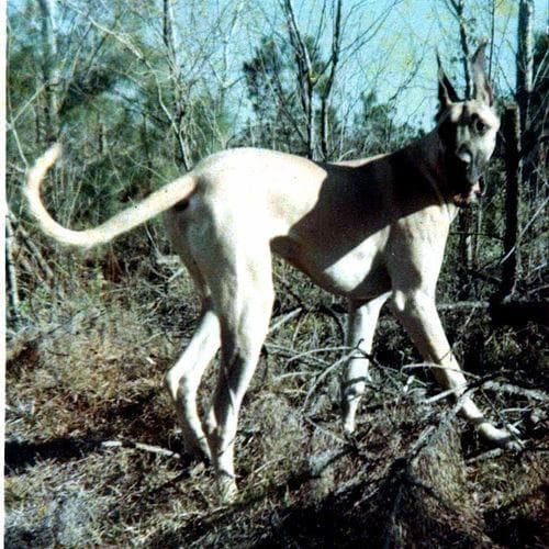 Great Dane