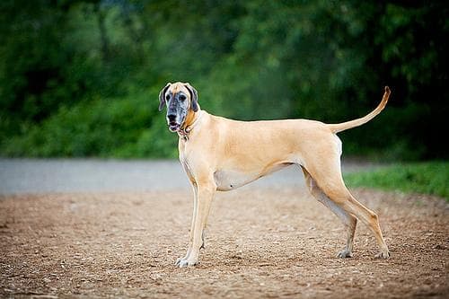 Great Dane