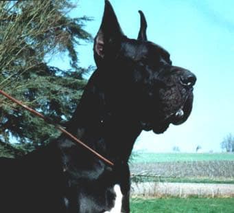 dane