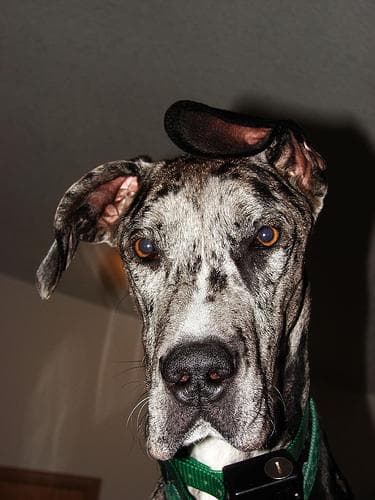 Great Dane