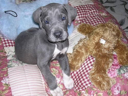 Great Dane