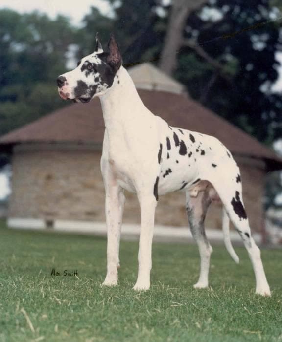 Great Dane