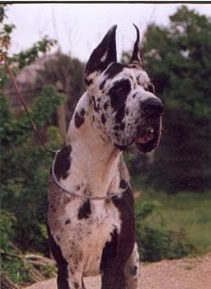 Great Dane