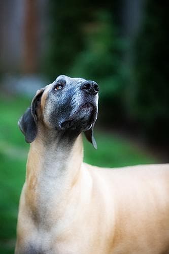 Great Dane