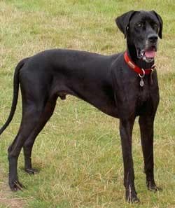 Great Dane