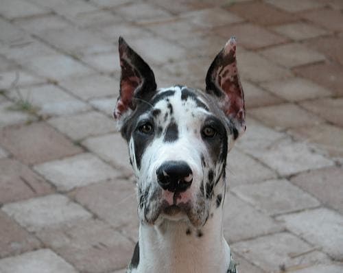 Great Dane