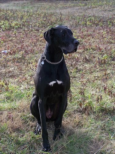 Great Dane