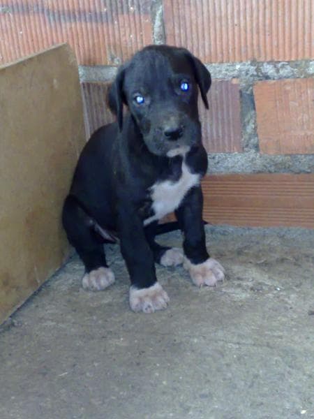Great Dane