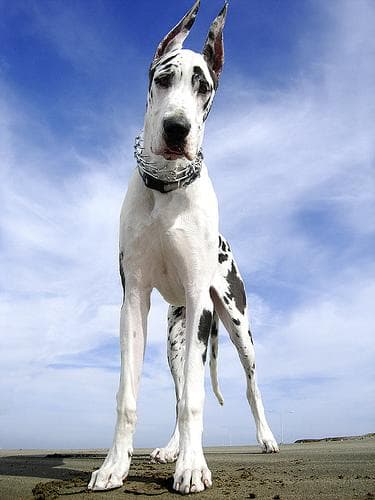 dane