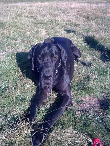 dane