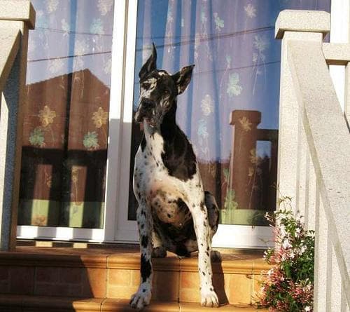dane