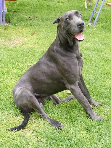 Great Dane