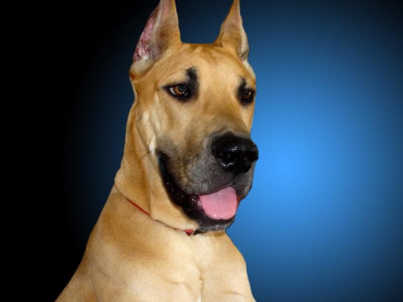 Great Dane