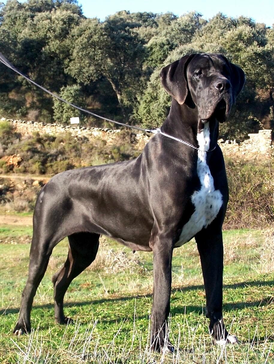 dane