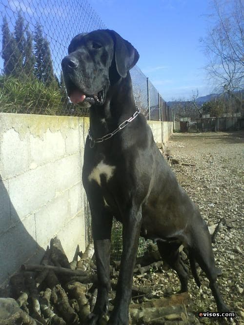 Great Dane